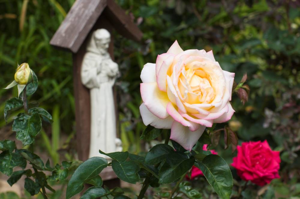 Rosa con Statua di San Francesco